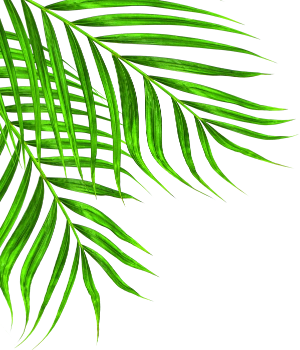 A palm tree rising through tropical greenery